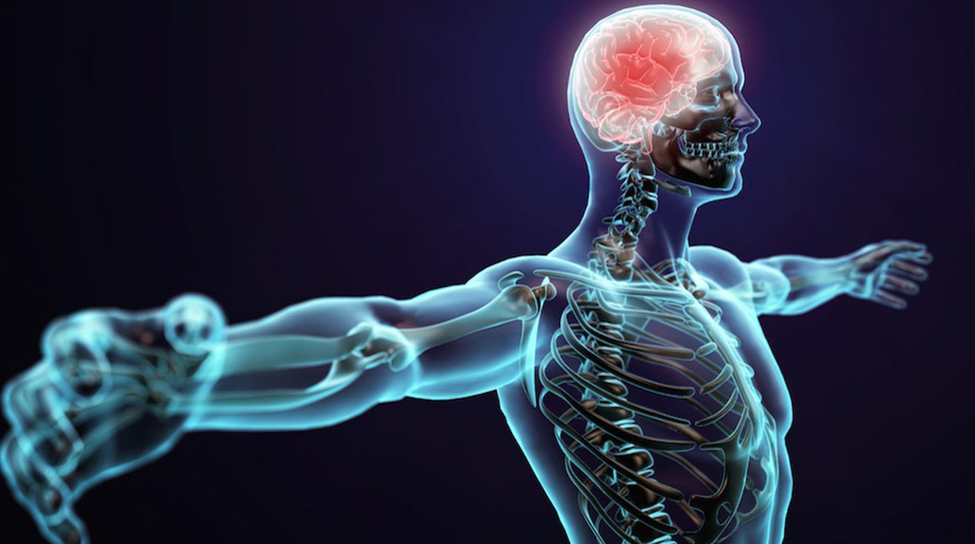 🧬 The Science of Muscle-Mind Fusion Technology.